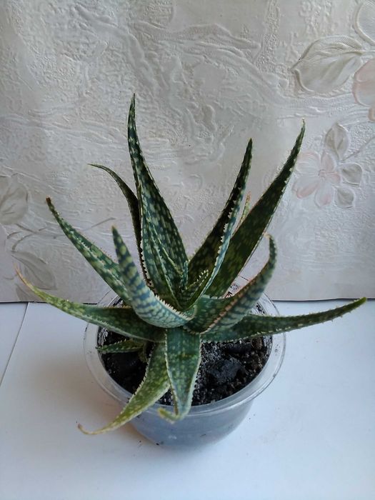 Алоэ Рауха алоe Rauhii