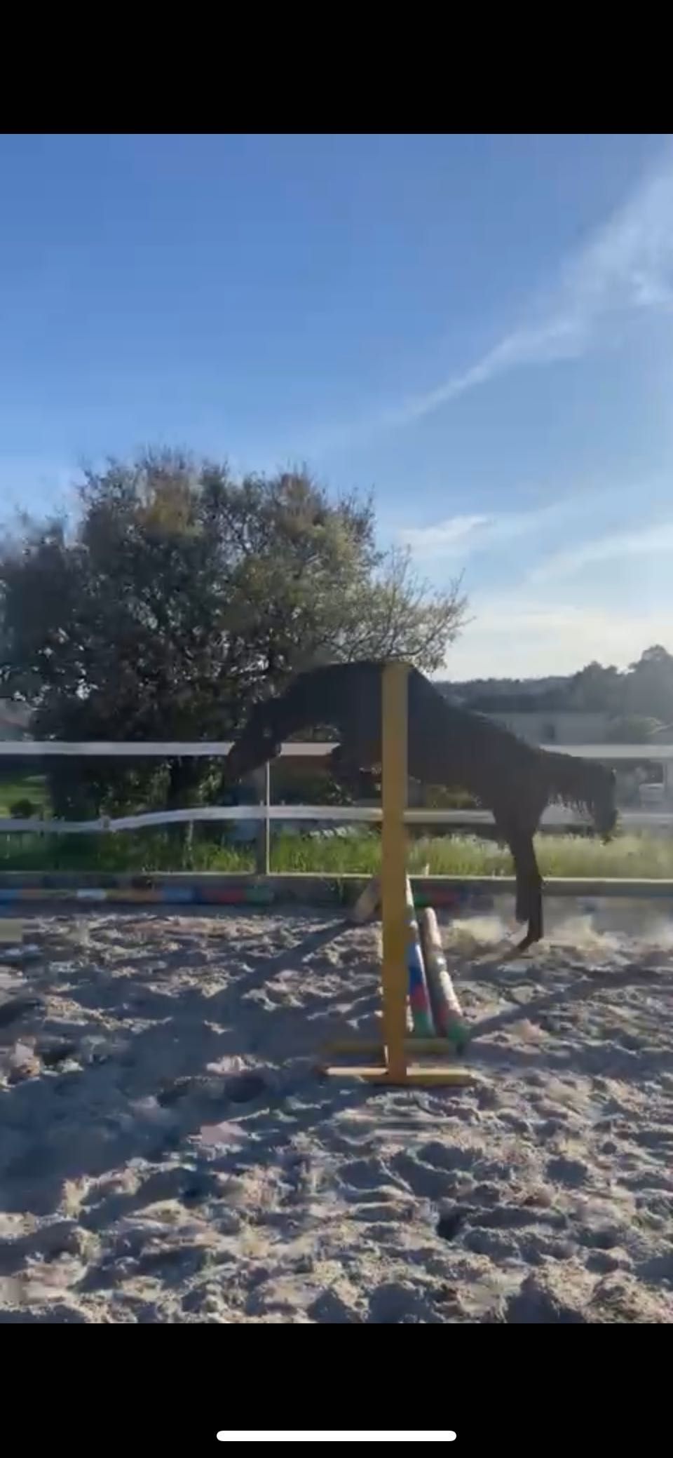 Poldro Zangersheide