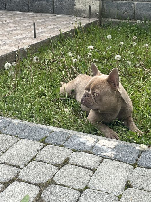 Французький бульдог, вʼязка