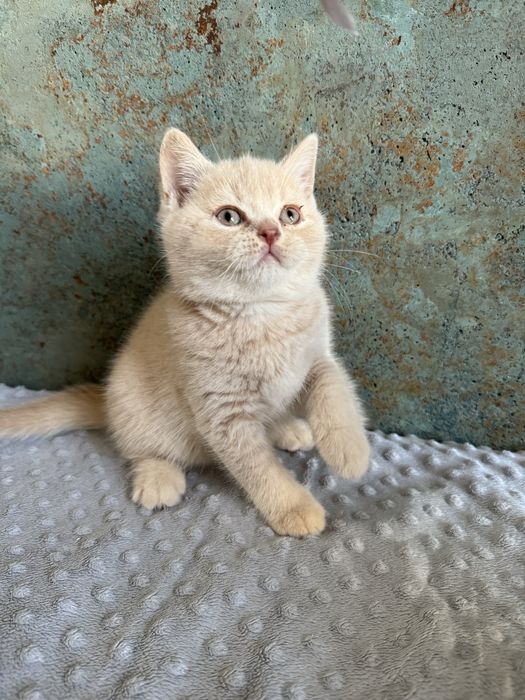 Flavia Liliowy Zakątek*Pl kotka w kolorze kremowym