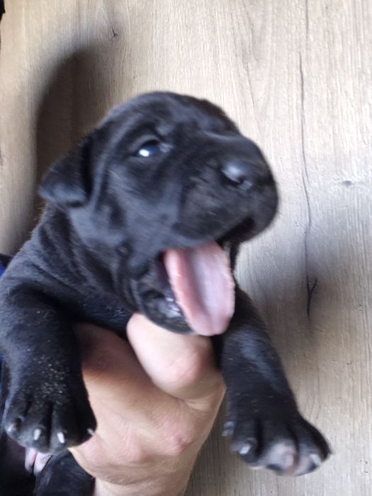 Czarny Szczeniak Cane Corso szczeniaczek mocni rodzice, rodowód
