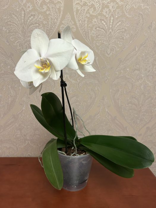 Домашня орхідея,орхідейка