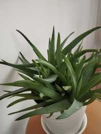 Aloes Aloe Vera, leczniczy, w doniczce 4 letni, 10 sadzonek