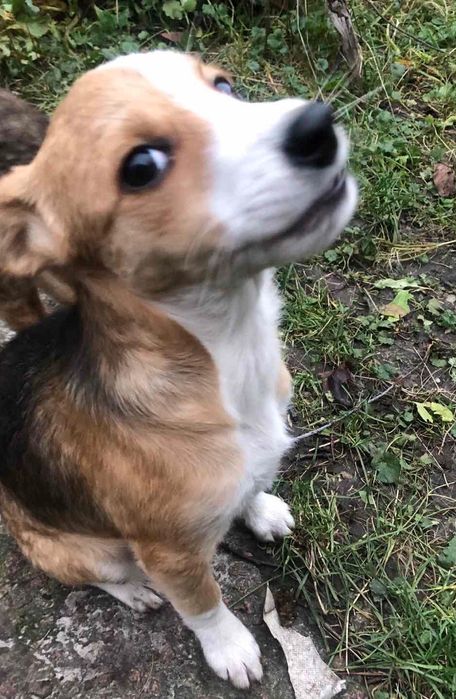 Цуценя Маленька дівчинка, приблизно 3+ місяці, стерилізована