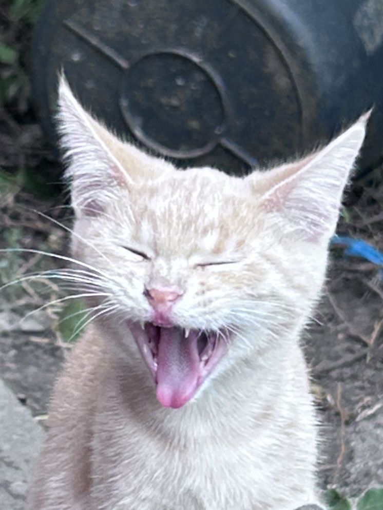 Котенок ищет семью