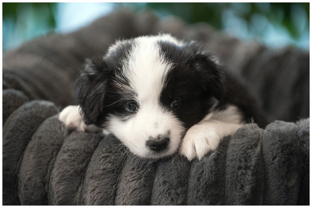 Border Collie FCI ZKwP