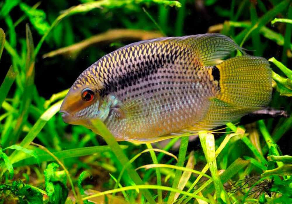 Цихлазомы южноамериканские