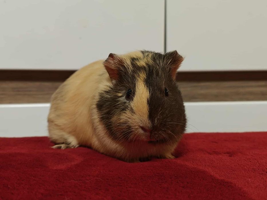 Świnka morska gładkowłosa