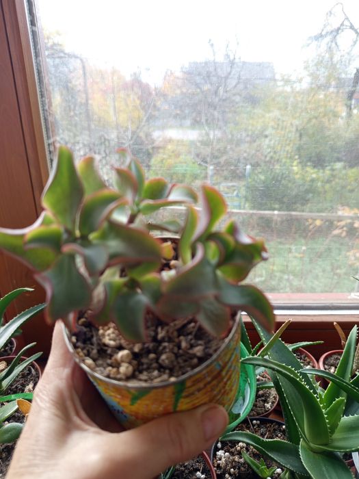 Красула "Голубий птах" грошове дерево