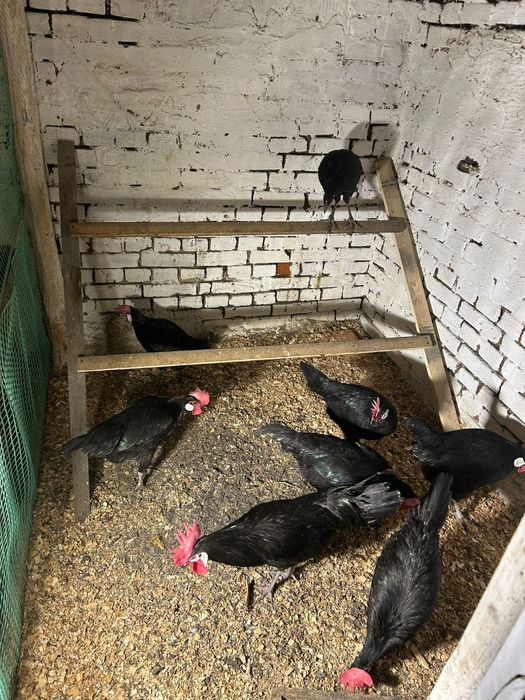 Miniory jaja lęgowe