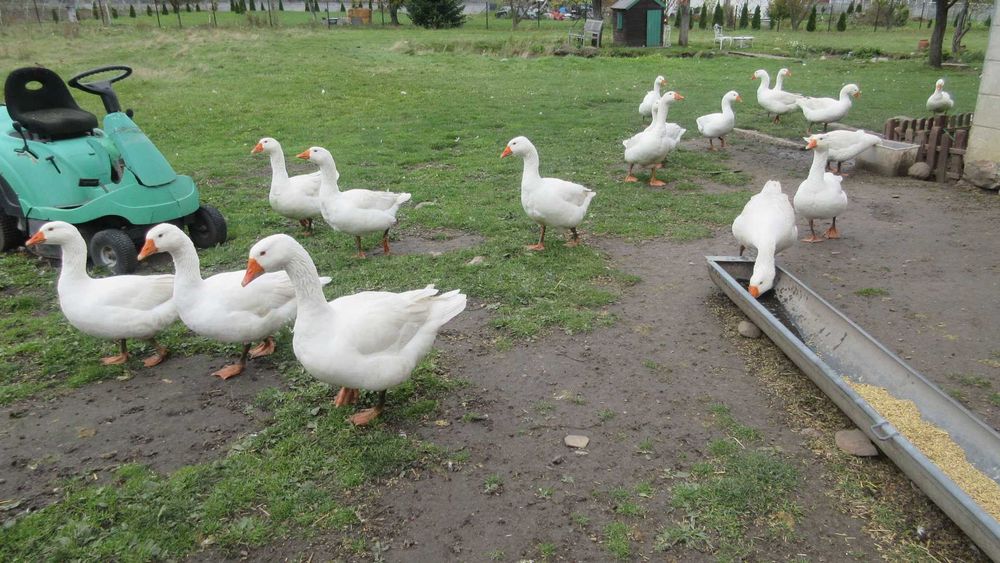 Gesi z wolnego wybiegu