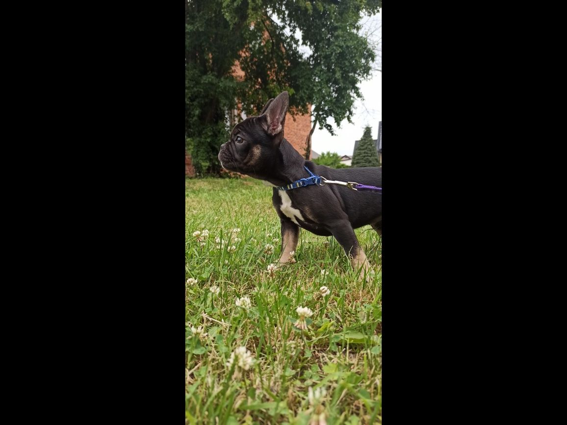 Buldog francuski