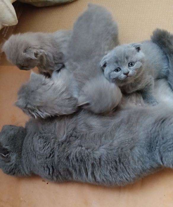 Неймовірно гарні шотландці.