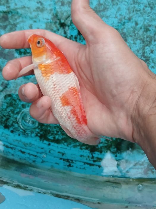 Carpa Koi Saudável