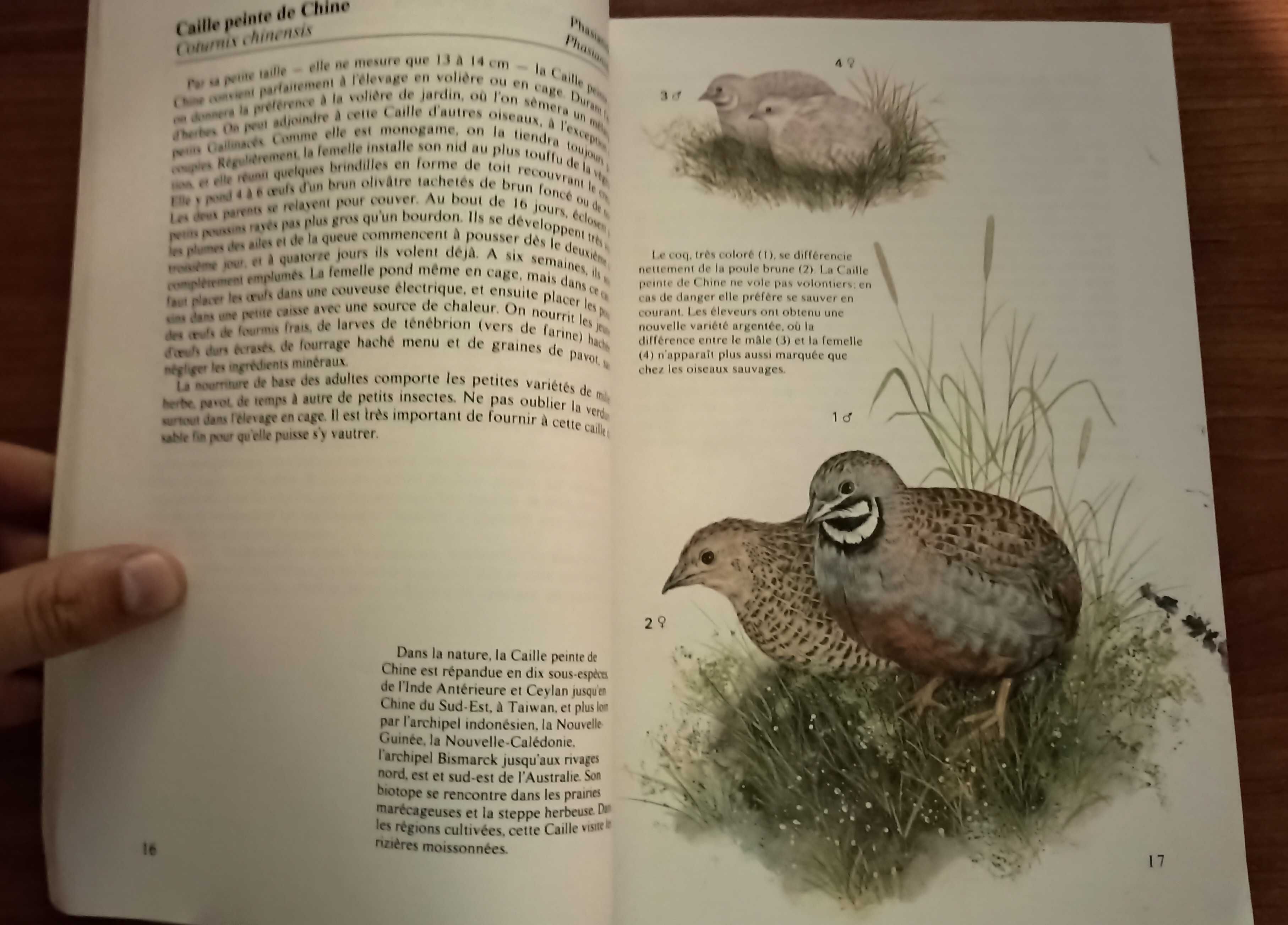 Oiseaux de cage et de volière