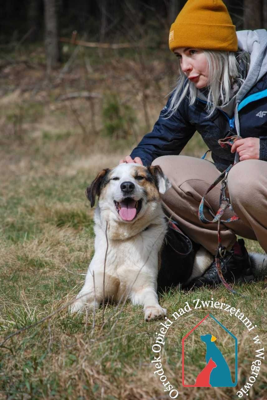 Duży, piękny, wesoły seniorek MAJOR - kocha ludzi - adoptuj