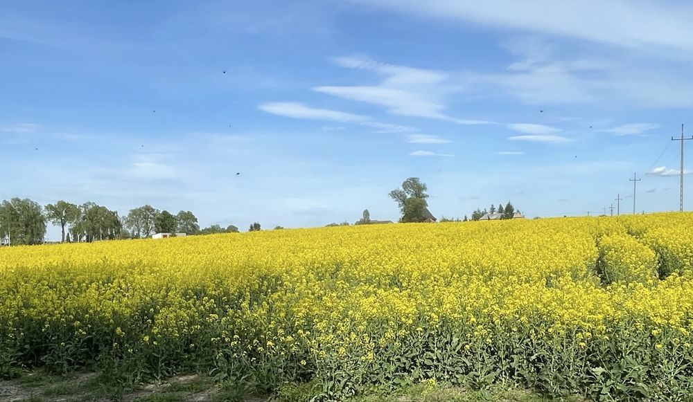 DOMEK NAD JEZIOREM pierwsza linia brzegowa