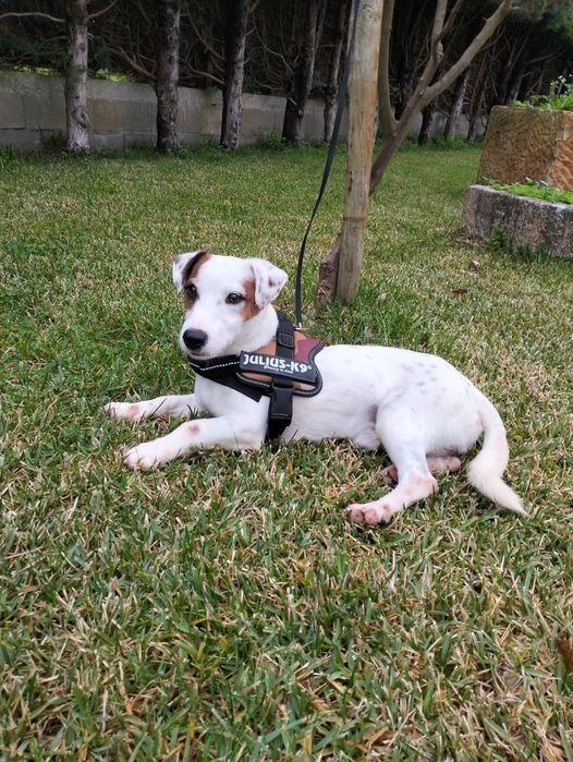 Rum- Cachorro de porte pequeno para adoção responsável