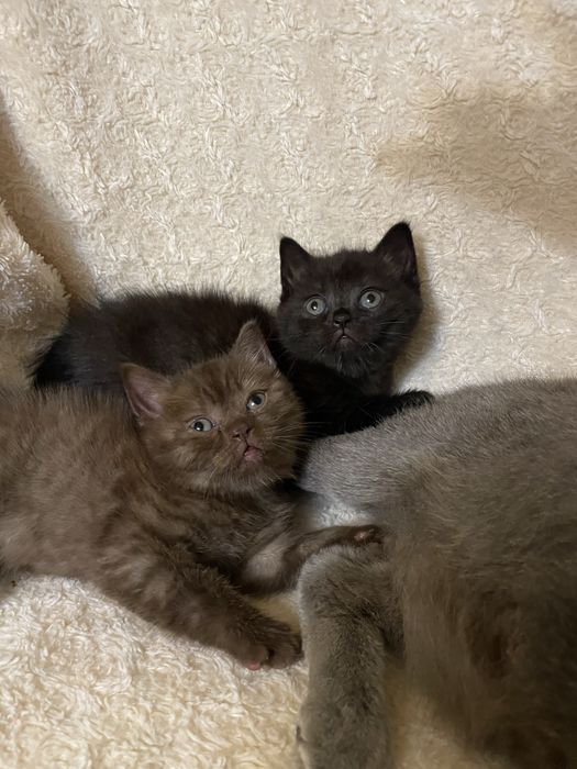 шотландські кошенята котик і киця