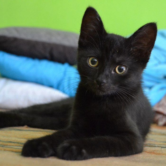 Черный котенок мальчик