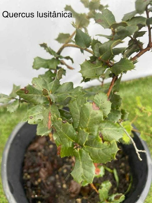 Árvore Quercus lusitanica 40/60cm