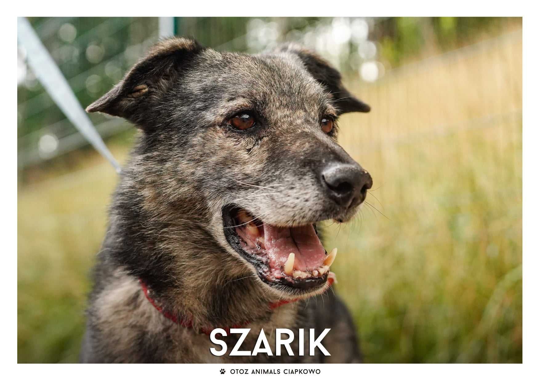 Szarik czeka na dom w OTOZ Animals Schronisku Ciapkowo!