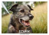 Szarik czeka na dom w OTOZ Animals Schronisku Ciapkowo!