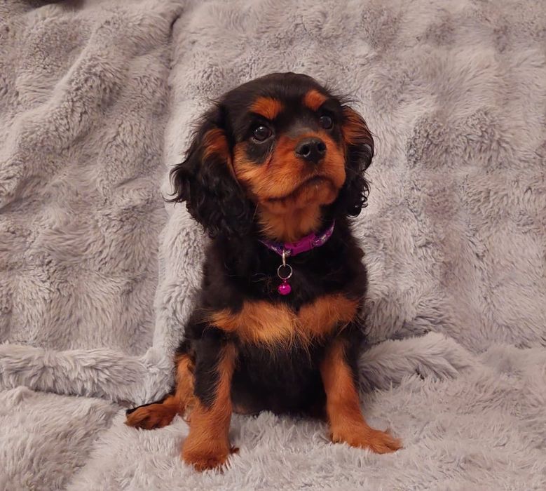 Cavalier King charles spaniel ZKwP/FCI gotowy do odbioru