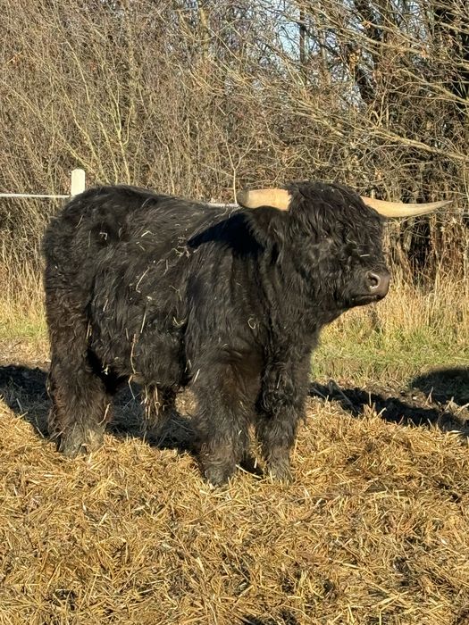 Byk , bydło szkockie Highland Cattle