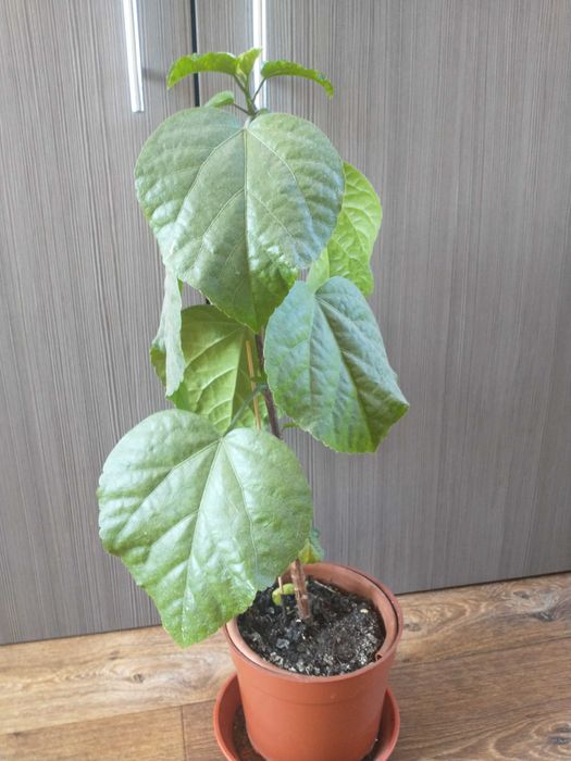 Гібіскус сортовий