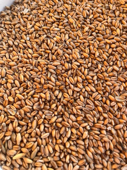 Pszenica 100 kg zboże