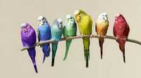 папугай різнокольорі
