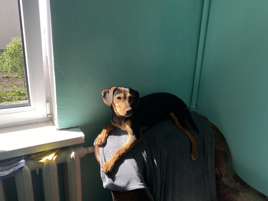 Собака в хороші руки