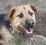 Mlodziutki przesympatyczny terrier.