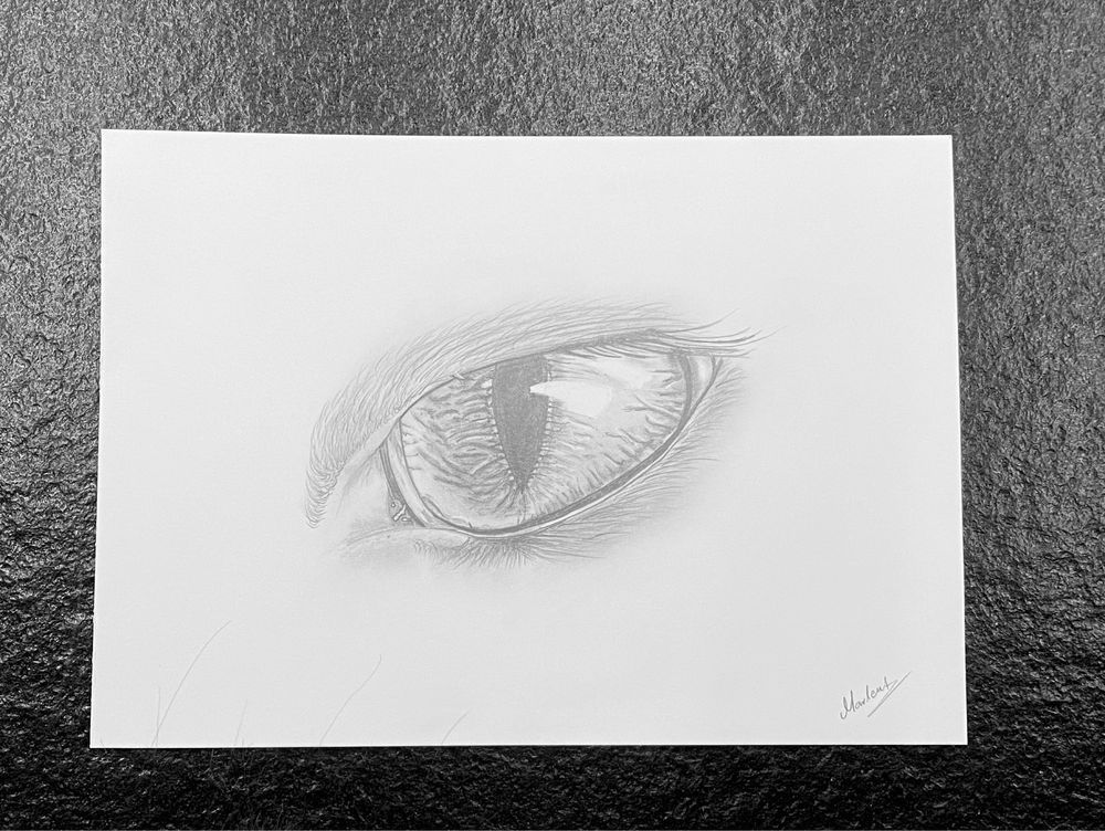 Kocie oko - szkic ołówkiem A4 rysunek obraz