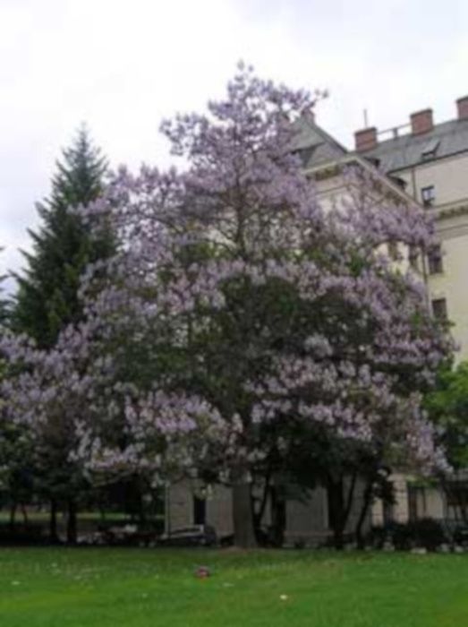 PAULOWNIA - Cesarskie Drzewko Szczęścia - sadzonki w doniczkach