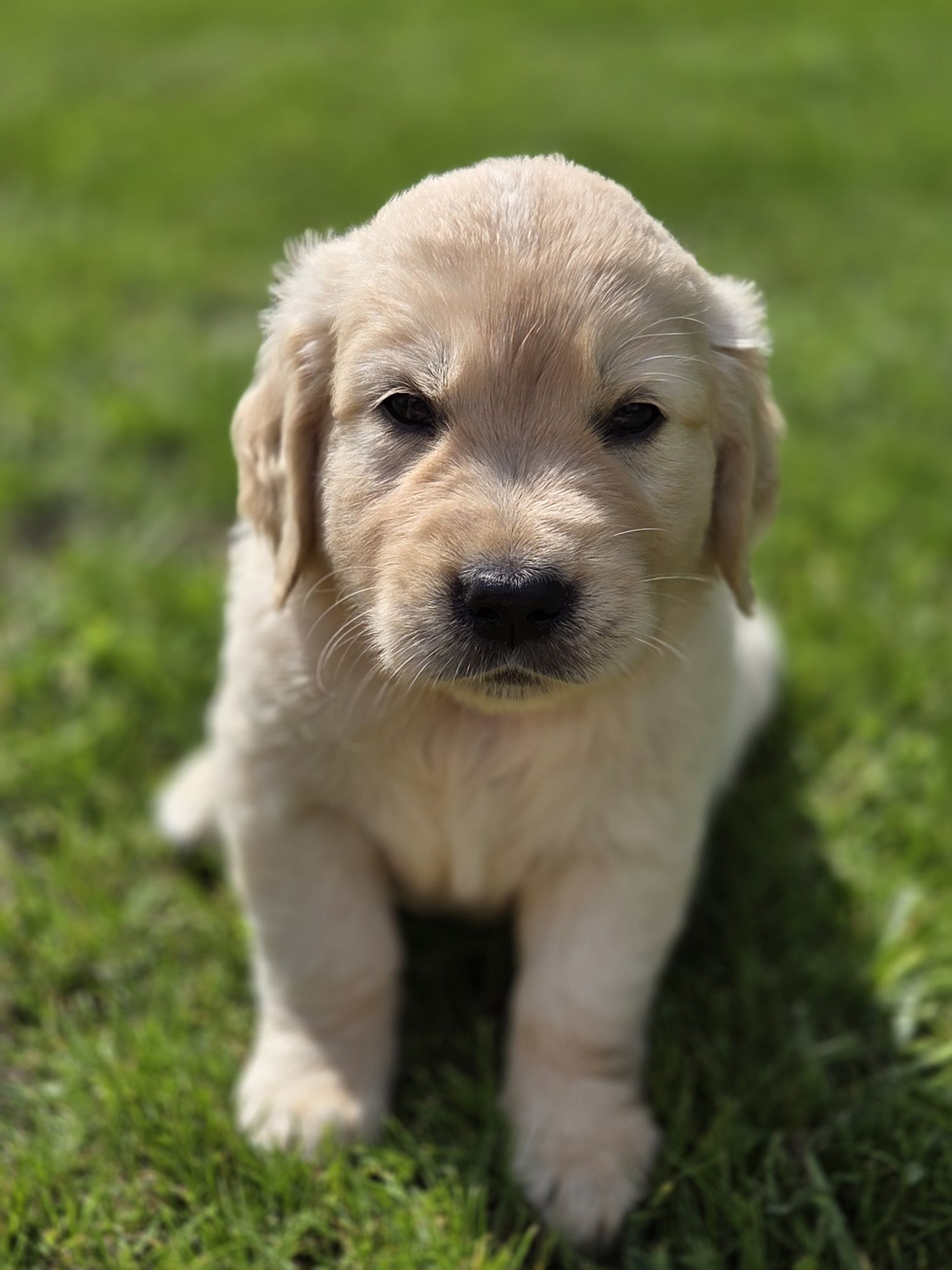 Szczeniak Golden Retriever