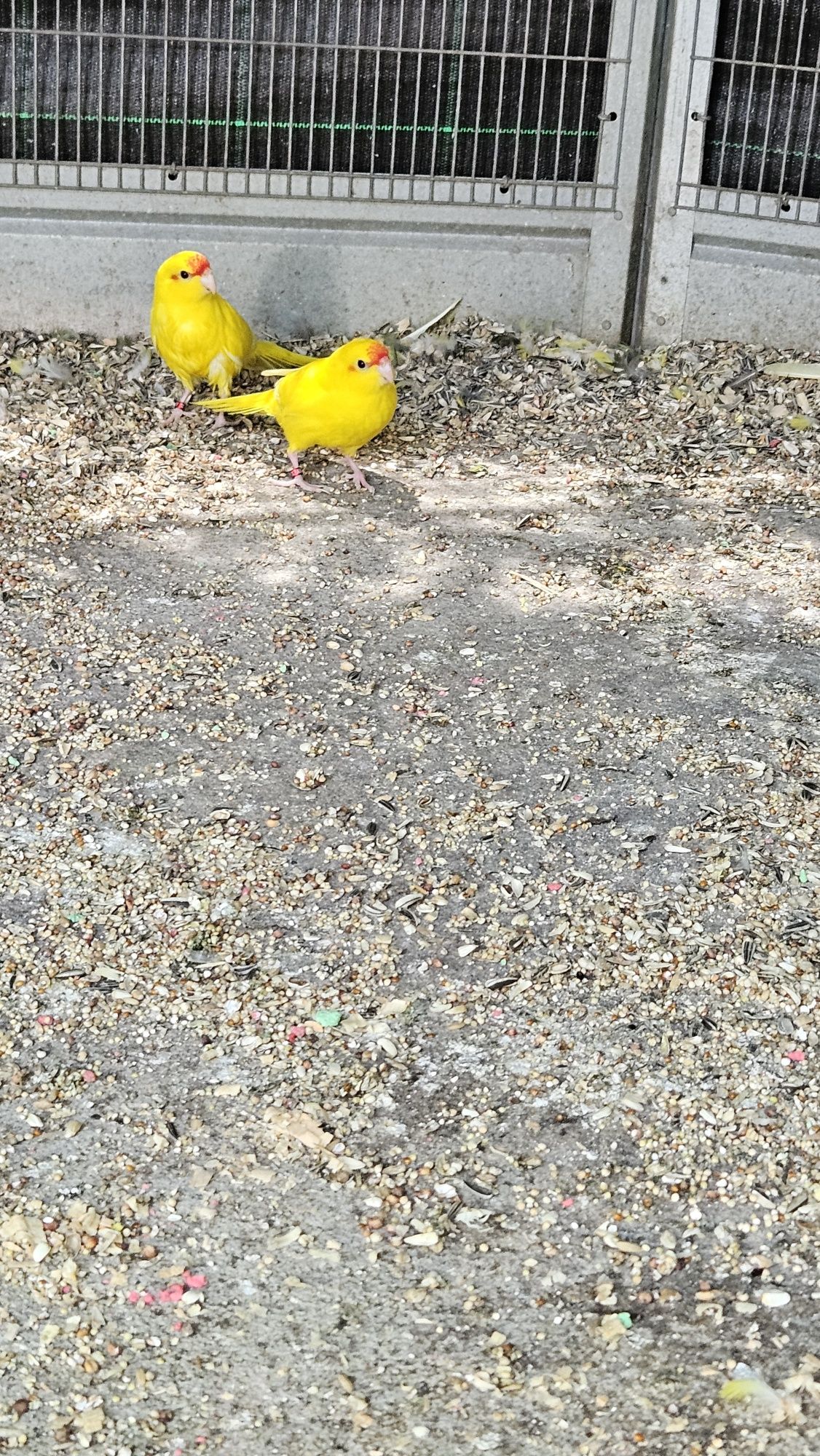 Kakarikiis Amarelos para  ceder