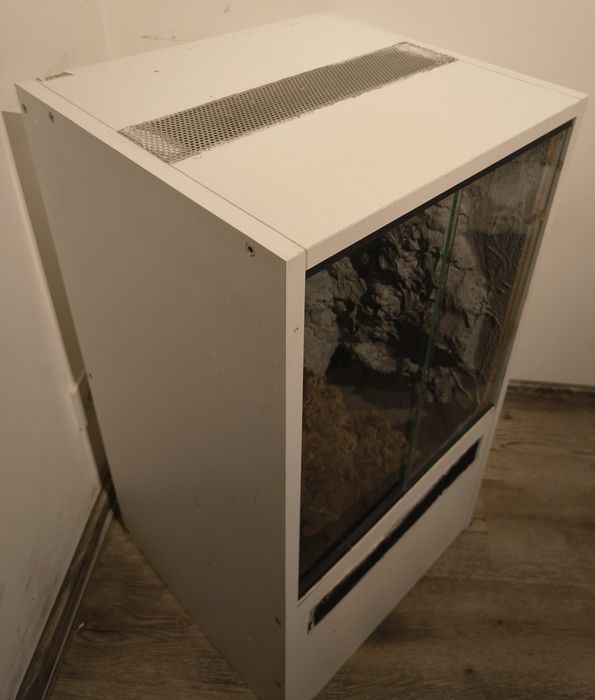 Terrarium gekon orzęsiony
