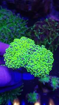 Euphyllia Para Divisa, super Fluo jak toxic ! Lps Morskie