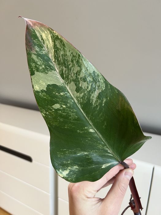 Philodendron Strawberry Shake