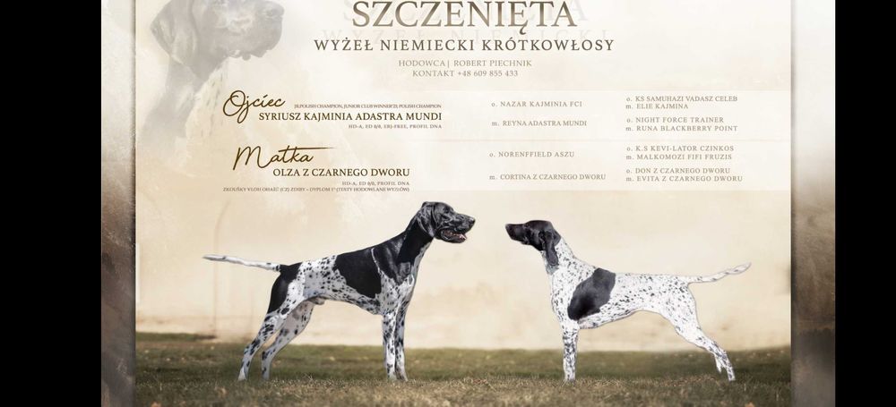 Sprzedam szczeniaka Wyżeł Niemiecki