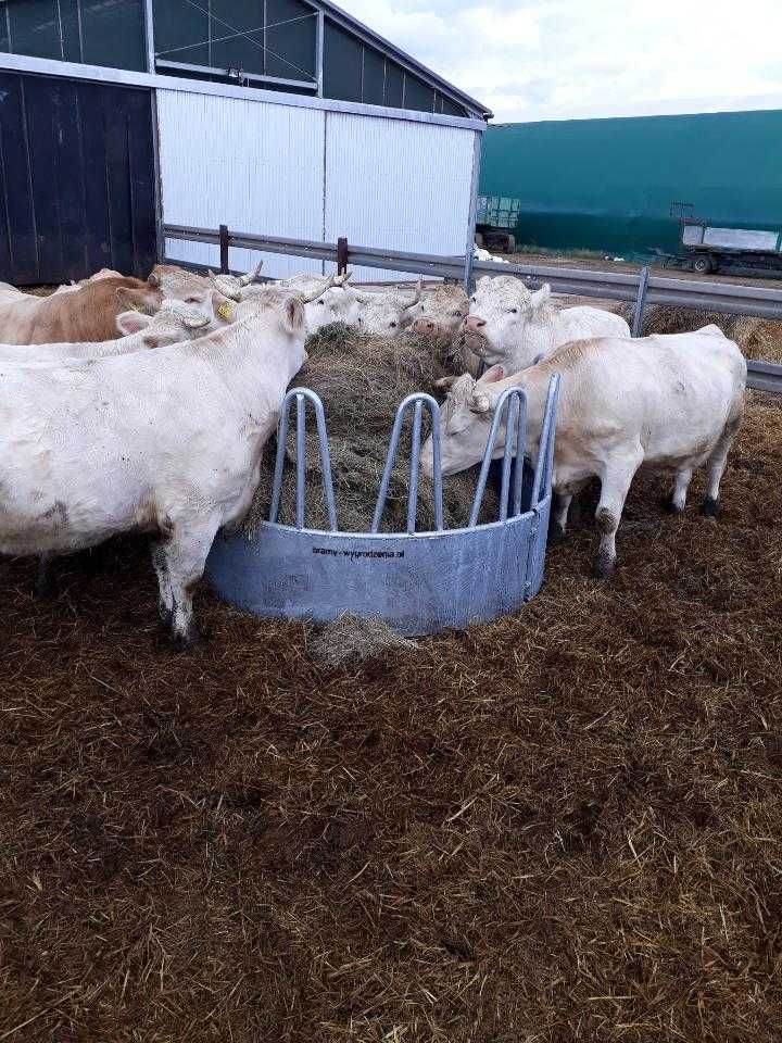 wygrodzenia wybiegi dla bydła miesnego opasów jałówki, panele , TEXAS