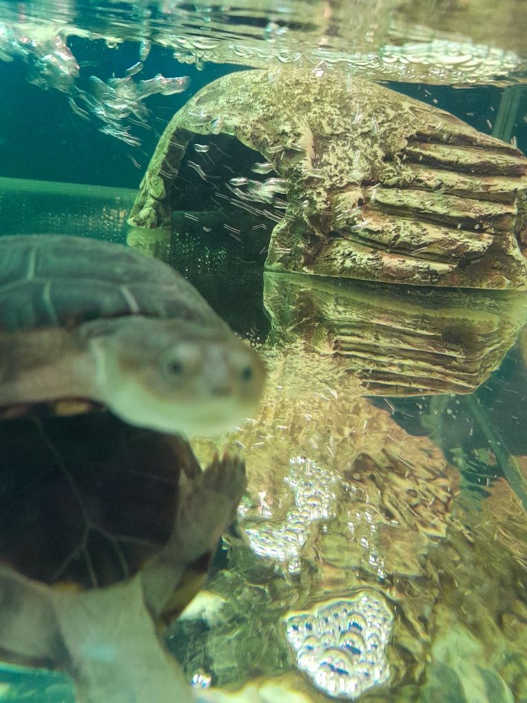 Zolw  wodnoladowy Pelomedusa subrufa