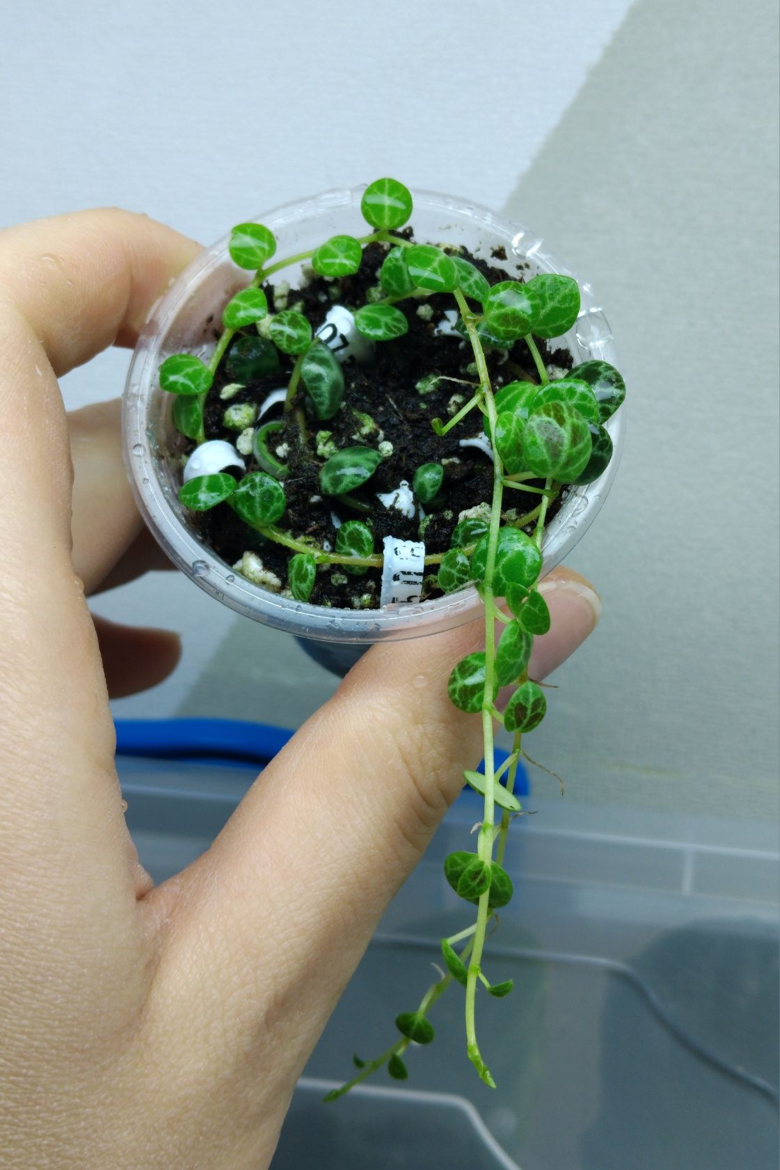 Пеперомія green bubble,пеперомія прострата