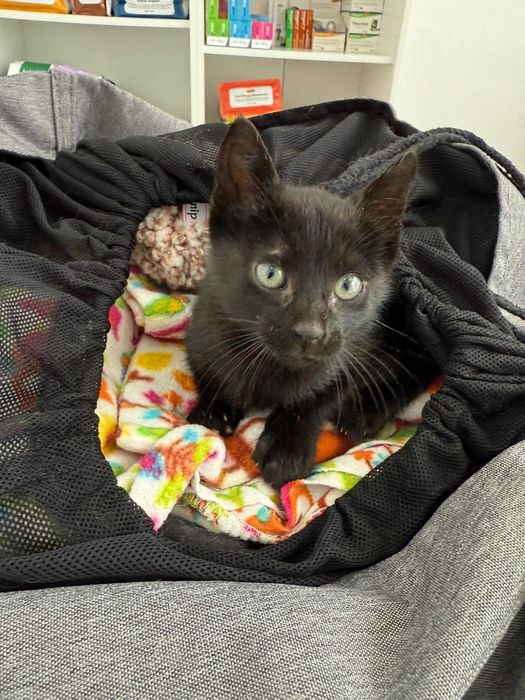 Sherek -gato bebe para adoção