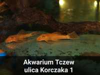 Ancistrus super red glonojad Korczaka 1 Akwarium Tczew