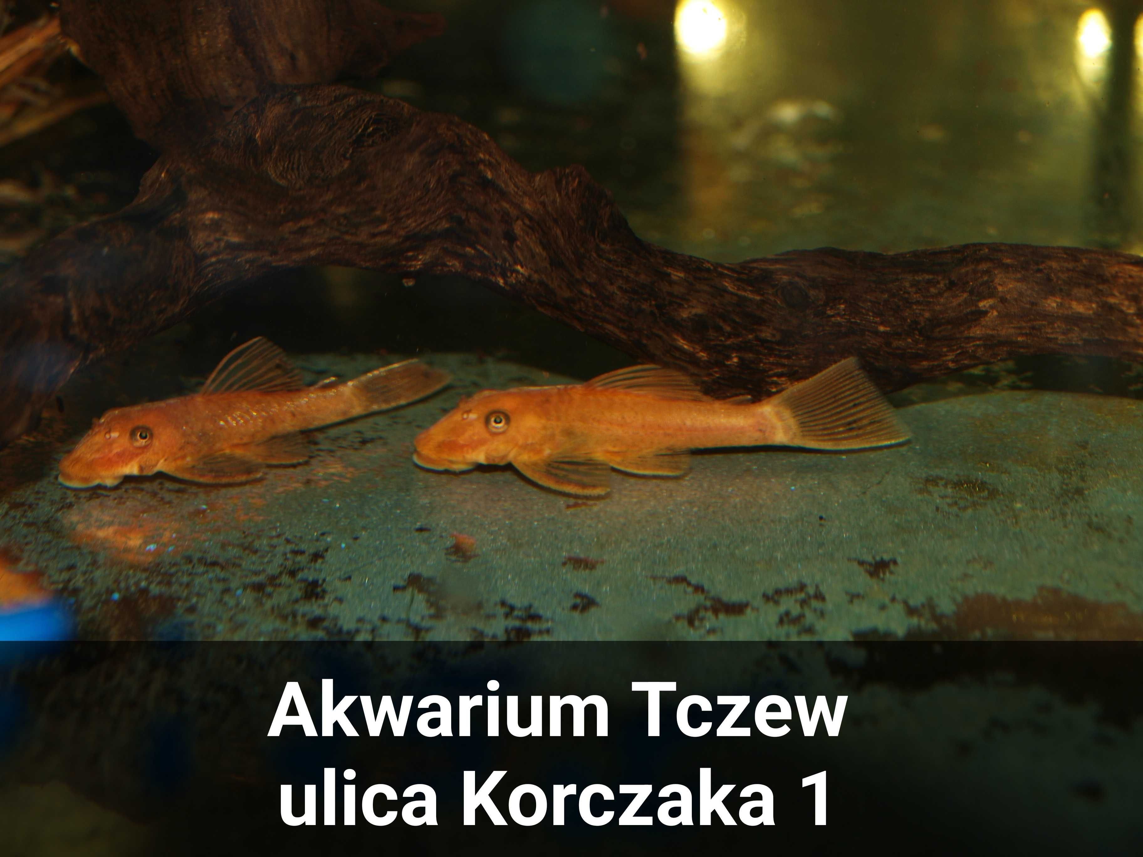 Ancistrus super red glonojad Korczaka 1 Akwarium Tczew