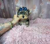 Yorkshire Terrier***Maleńka***Dziewczynka***Do***Odbioru