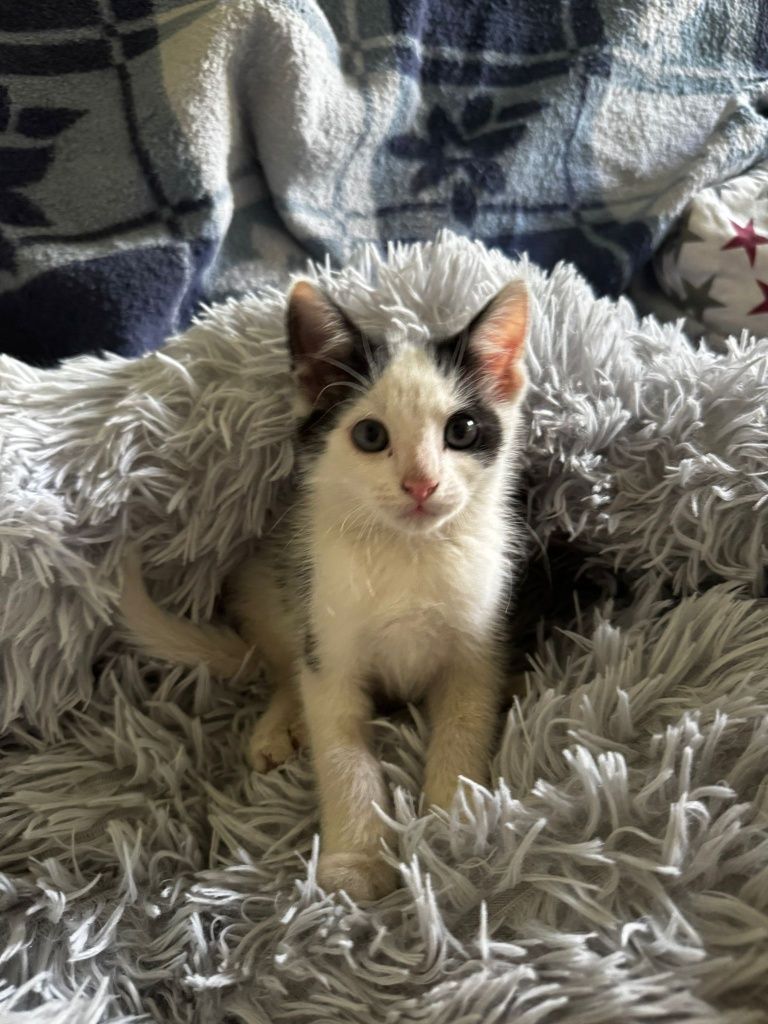 Malutkie kotki do adopcji